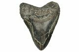 Huge, Fossil Megalodon Tooth - North Carolina #342153-1